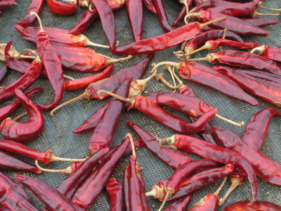 ����ũ��� ����