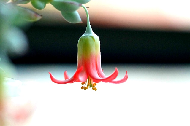 ����ũ��� ����