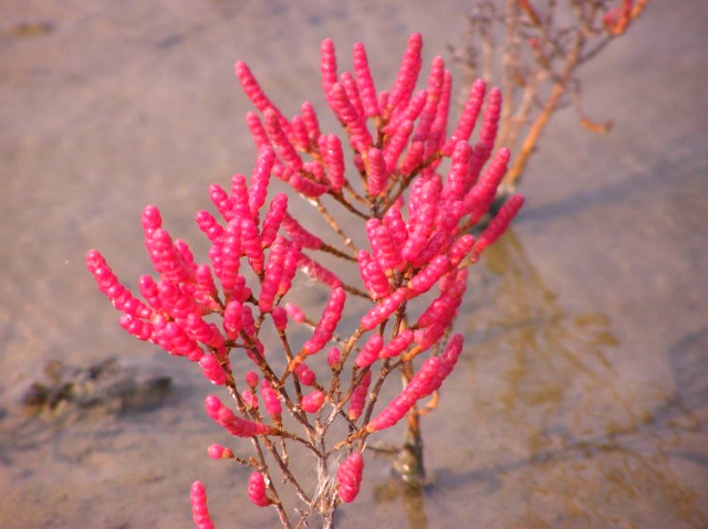 ����ũ��� ����