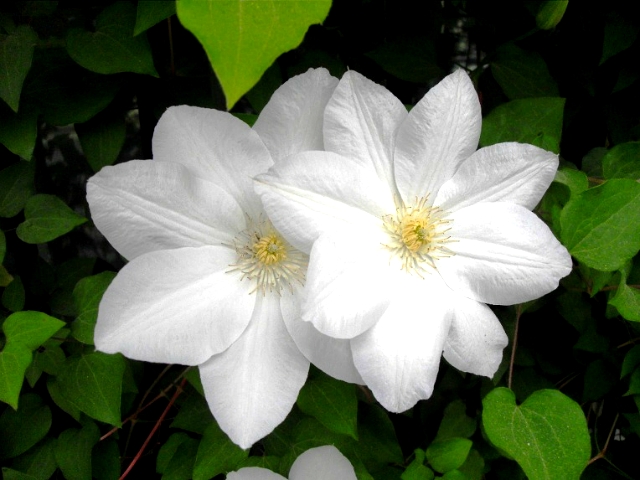 ����ũ��� ����