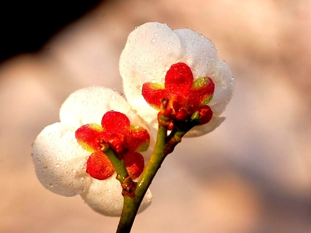 ����ũ��� ����