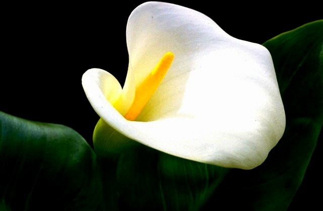 ����ũ��� ����