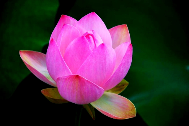 ����ũ��� ����