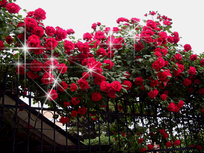 ����ũ��� ����