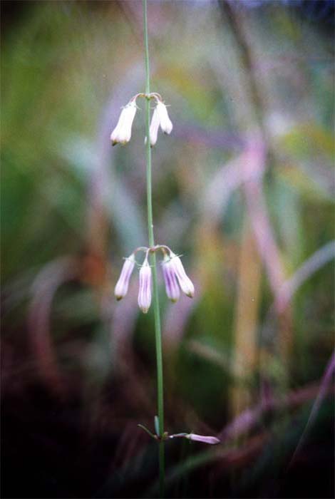 ����ũ��� ����