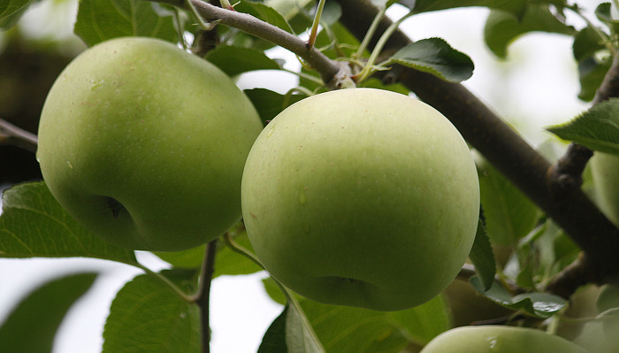 ����ũ��� ����