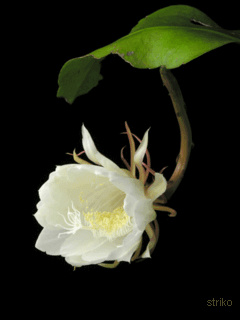 ����ũ��� ����