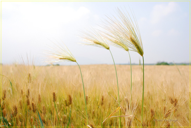 ����ũ��� ����