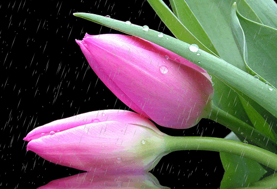 ����ũ��� ����