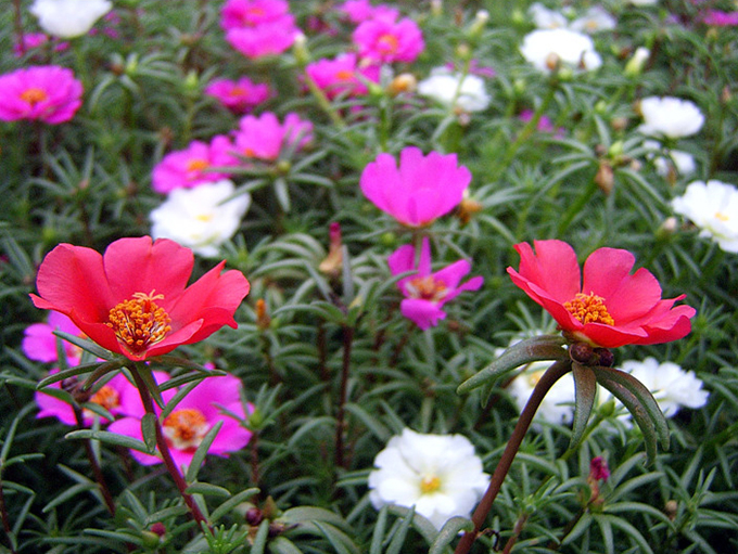 ����ũ��� ����