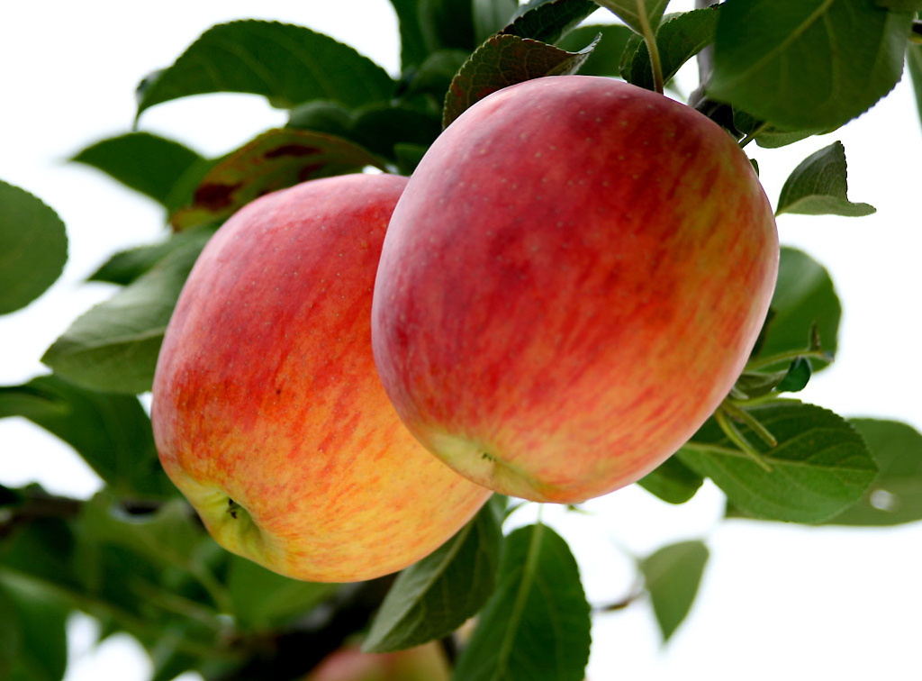 ����ũ��� ����