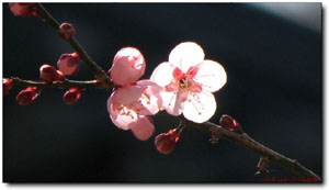 ����ũ��� ����