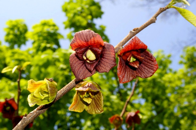 ����ũ��� ����