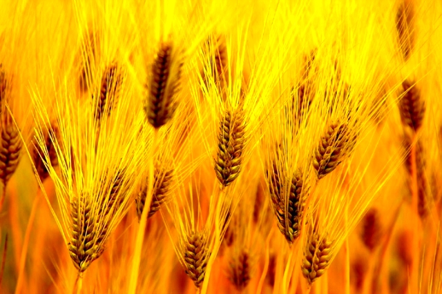 ����ũ��� ����