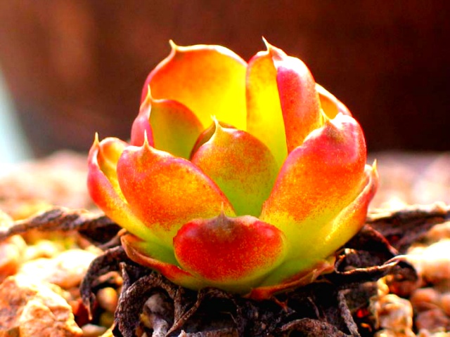 ����ũ��� ����