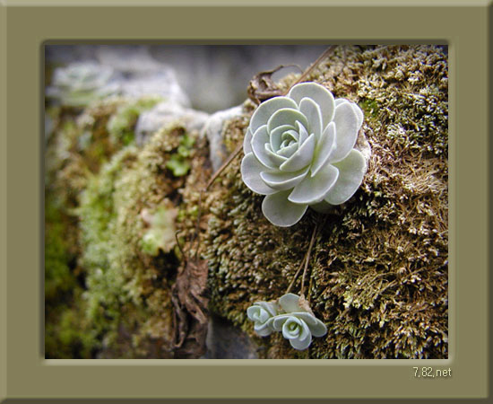 ����ũ��� ����