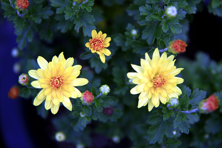 ����ũ��� ����