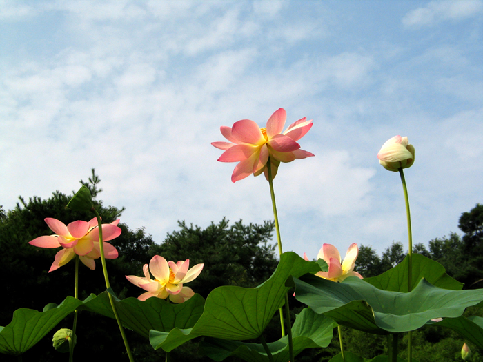 ����ũ��� ����