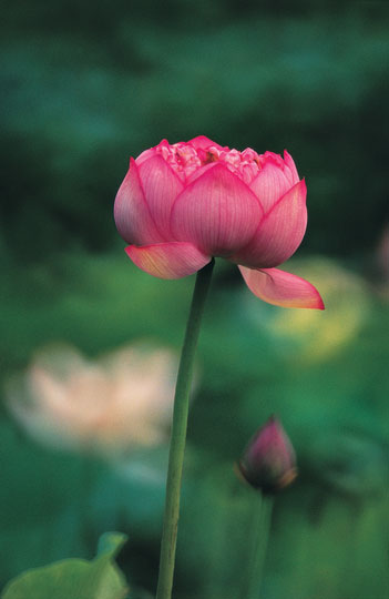 ����ũ��� ����