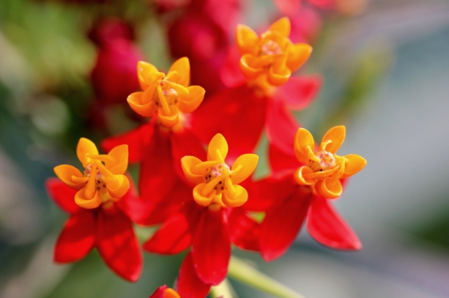 ����ũ��� ����