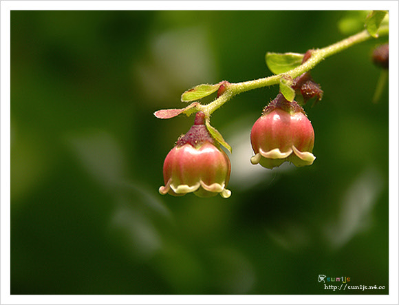 ����ũ��� ����