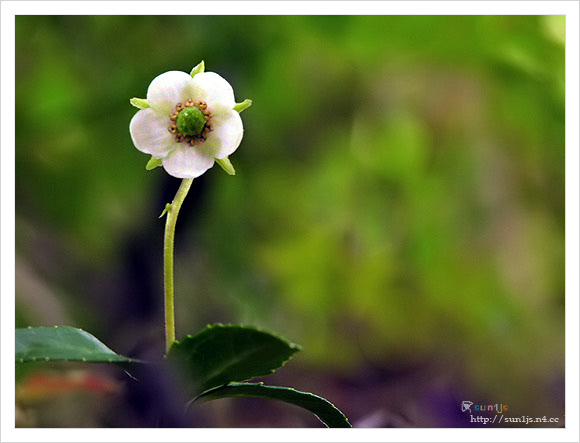 ����ũ��� ����