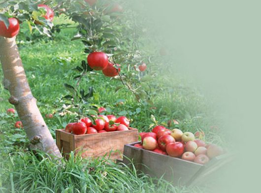 ����ũ��� ����