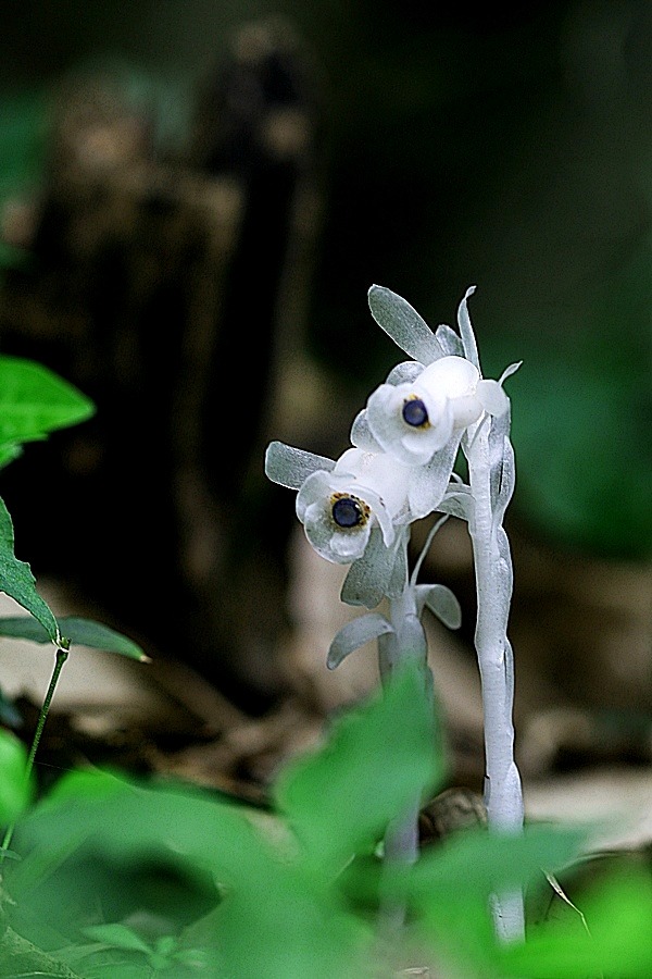 ����ũ��� ����