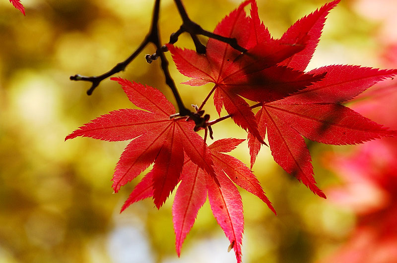 ����ũ��� ����