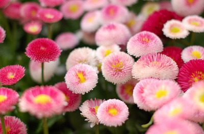 ����ũ��� ����