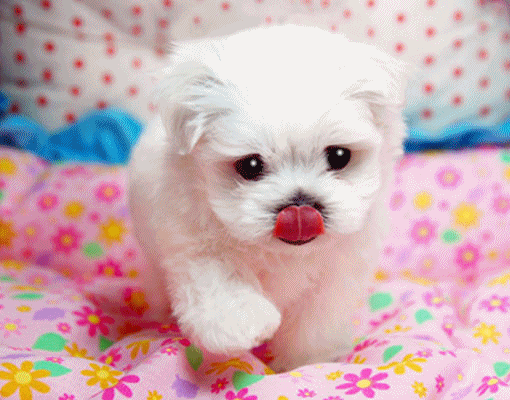 ����ũ��� ����