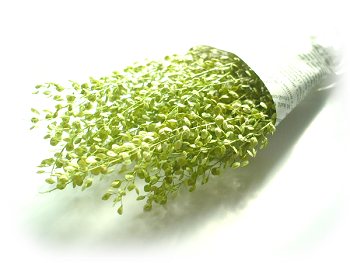 ����ũ��� ����