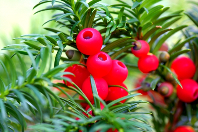 ����ũ��� ����