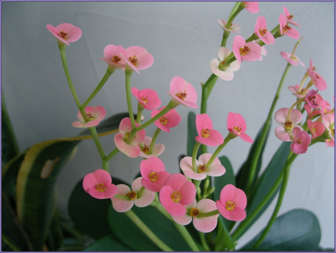 ����ũ��� ����