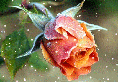 ����ũ��� ����