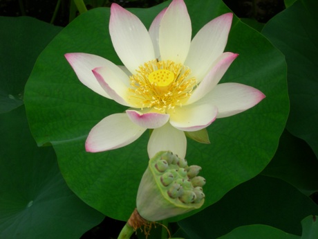 ����ũ��� ����