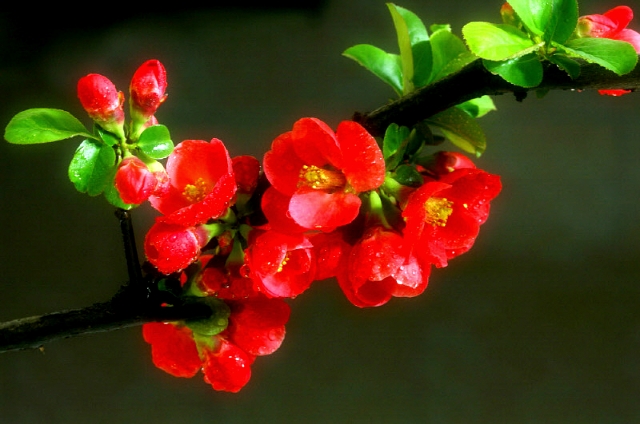 ����ũ��� ����