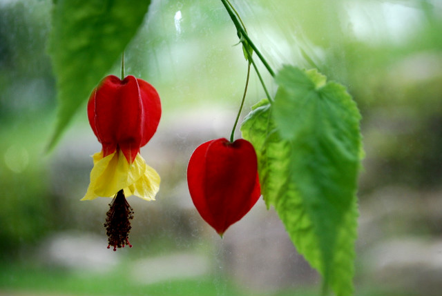 ����ũ��� ����