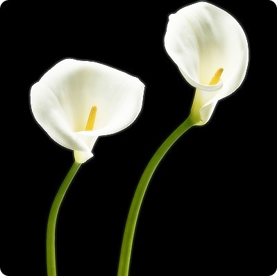 ����ũ��� ����