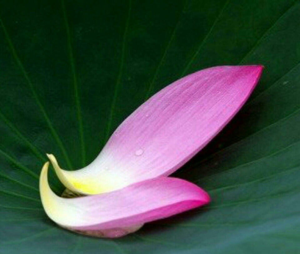 ����ũ��� ����