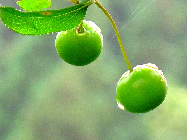 ����ũ��� ����