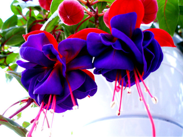 ����ũ��� ����