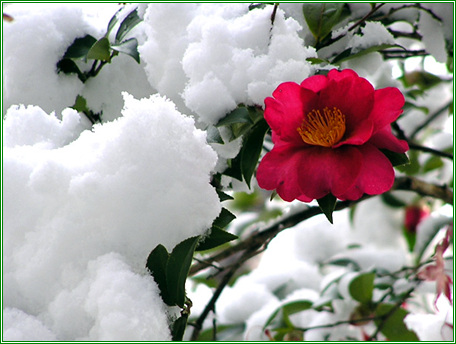 ����ũ��� ����