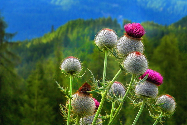 ����ũ��� ����