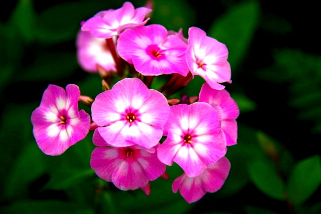 ����ũ��� ����