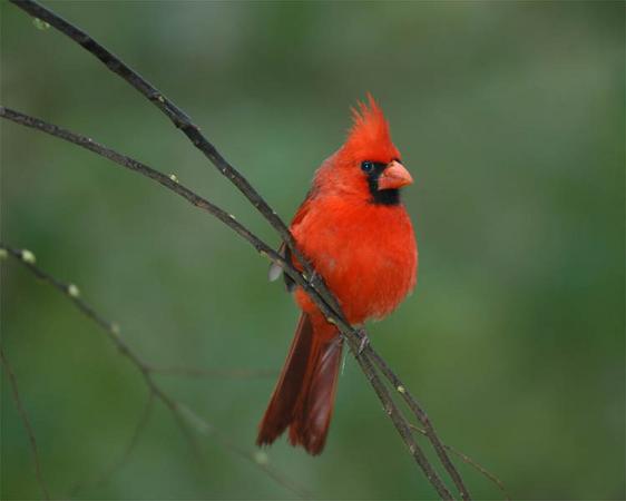 ����ũ��� ����