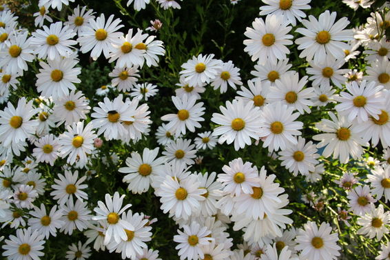 ����ũ��� ����