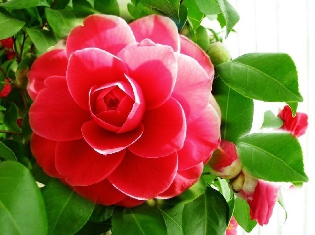 ����ũ��� ����