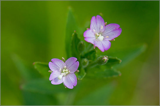 ����ũ��� ����