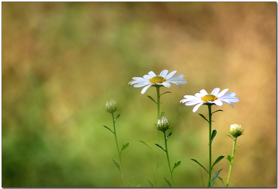 ����ũ��� ����